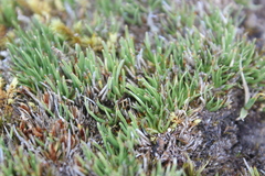 Oreobolus pectinatus