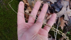 Arabis pycnocarpa adpressipilis