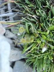 Drosera stenopetala