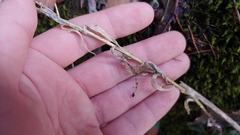 Arabis pycnocarpa adpressipilis