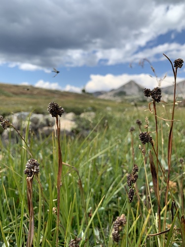 Colorado woodrush (Luzula subcapitata)