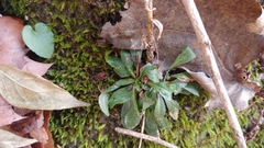 Arabis pycnocarpa adpressipilis
