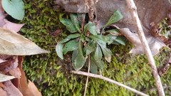 Arabis pycnocarpa adpressipilis