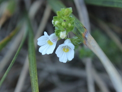 Euphrasia cuneata
