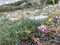 Trifolium dasyphyllum