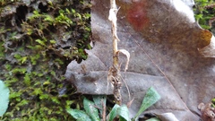 Arabis pycnocarpa adpressipilis