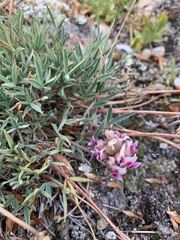 Trifolium dasyphyllum