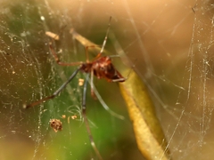 Argyrodes alannae
