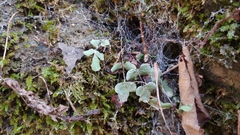 Pellaea glabella
