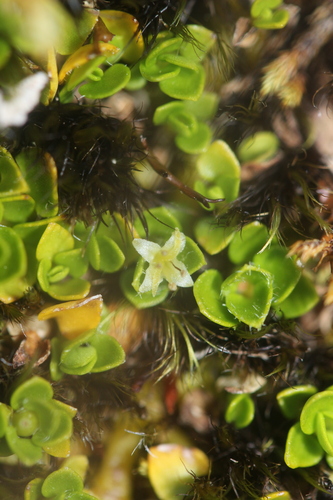 Image of Nertera Ciliata (Nertera ciliata) by (c) Joe Dillon, some rights reserved (CC BY)