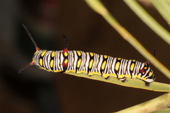 Danaus chrysippus orientis