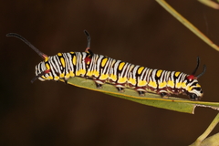 Danaus chrysippus orientis
