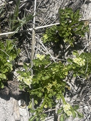 Apium decumbens