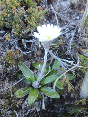 Celmisia spectabilis spectabilis
