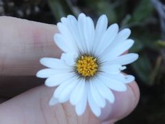 Celmisia spectabilis spectabilis