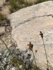 Carex phaeocephala
