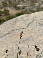 Carex phaeocephala