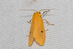 Miltochrista calamaria