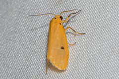 Miltochrista calamaria