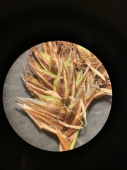 Carex phaeocephala