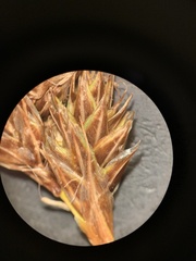 Carex phaeocephala