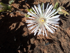 Mesembryanthemum canaliculatum