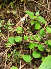 Lagenophora strangulata