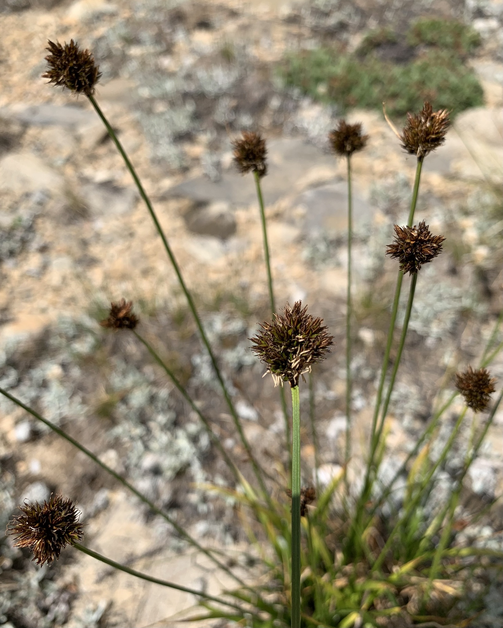 Carex stenoptila