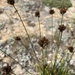 Carex stenoptila - Photo (c) Greg Pappas, some rights reserved (CC BY-NC), uploaded by Greg Pappas