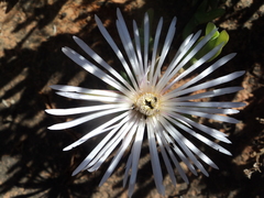 Mesembryanthemum canaliculatum