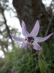 Erythronium hendersonii