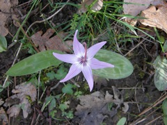 Erythronium hendersonii