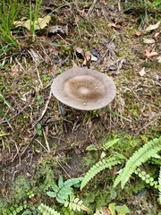 Amanita pekeoides