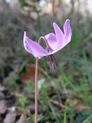 Erythronium hendersonii