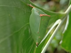 Lexias pardalis dirteana