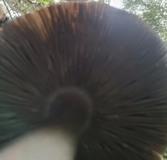 Amanita pekeoides