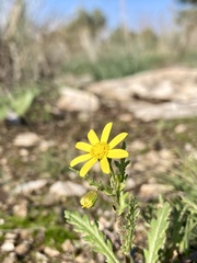 Senecio vernalis