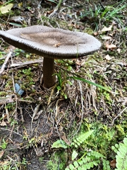 Amanita pekeoides
