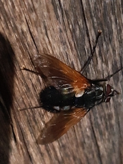 Chetogaster violacea-viridis