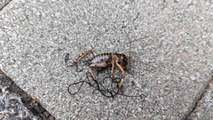 Gordioidea