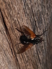 Chetogaster violacea-viridis