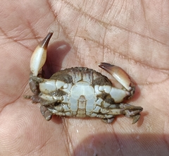 Myomenippe hardwickii