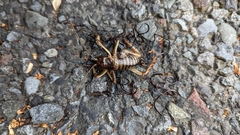 Gordioidea