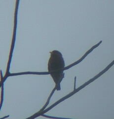 Eurystomus glaucurus