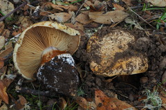 Cortinarius xanthodryophilus