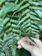 Zehneria