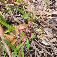 Eremophila debilis