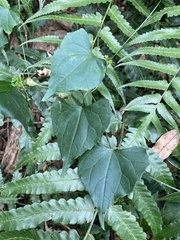 Zehneria