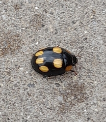 Paropsisterna sexpustulata