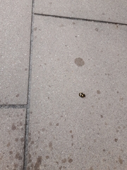 Paropsisterna sexpustulata